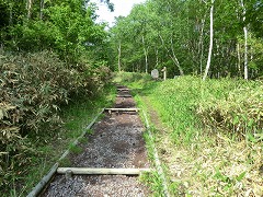 ウッドチップの遊歩道