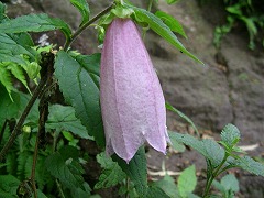 ���}�z�^���u�N��