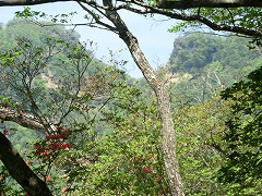 ���q�̉���