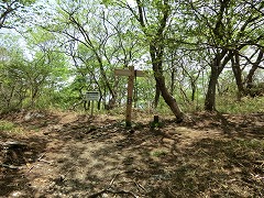 ���̖ؔ���