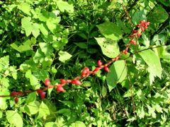 �~�Y�q�L�������炱����ɍ炢�Ă���