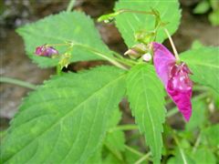 �c���t�l�\�E