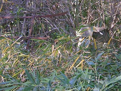 ���u�̒��̐��K