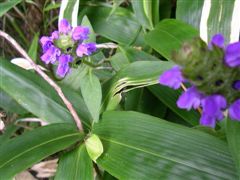 �E�c�{�O�T