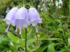 �c���K�l�j���W��