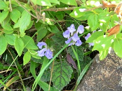 ���}�^�c�i�~�\�E