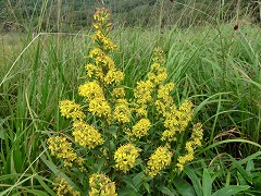 �A�L�m�L�����\�E