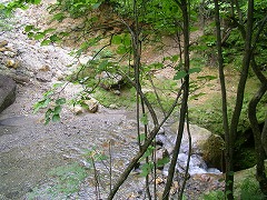 ���q�̉����̑����