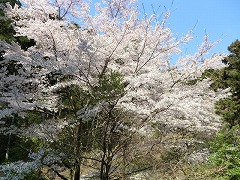 �ѓ��̃T�N��